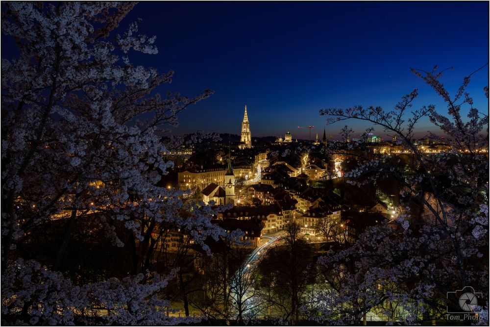 Rosengarten bei Nacht 