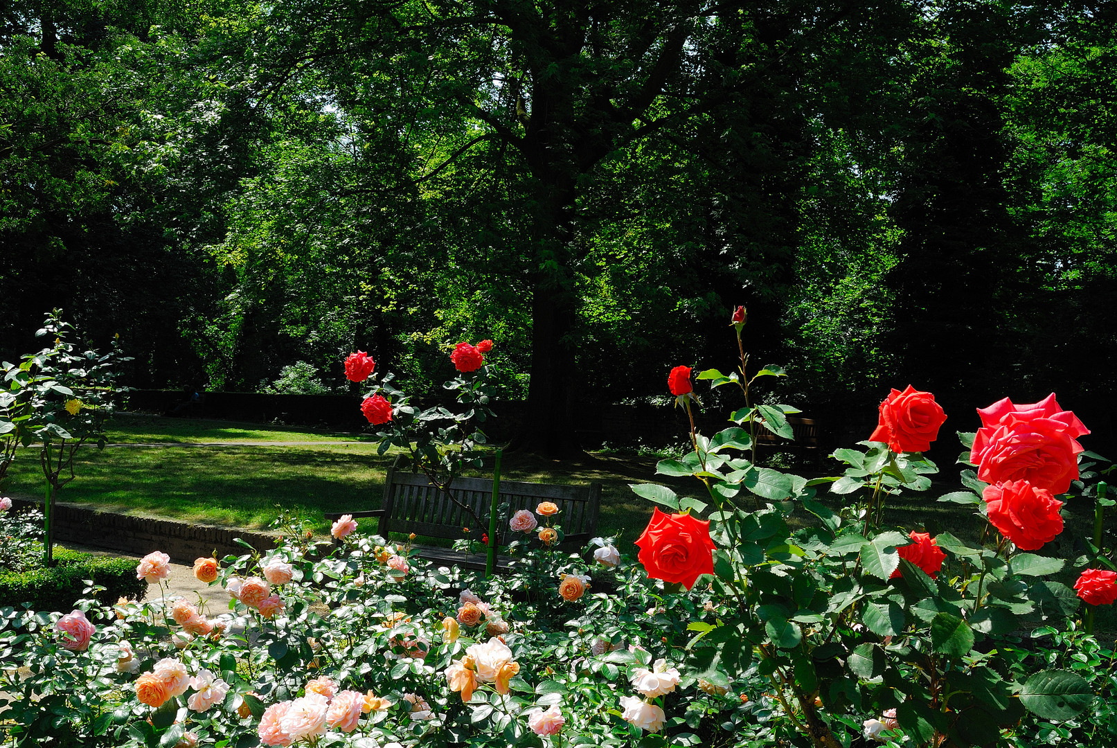 Rosengarten Foto & Bild | world, düsseldorf, deutschland ...