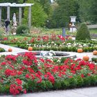 Rosengarten im Frankfurter Palmengarten