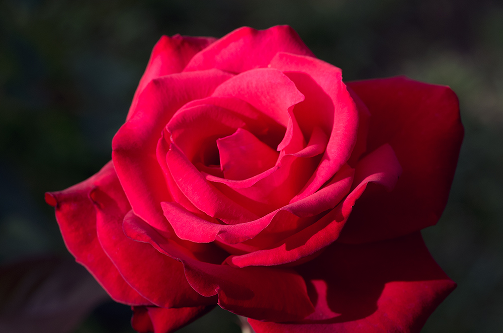 Rosengarten im Fürther Stadtpark (1)