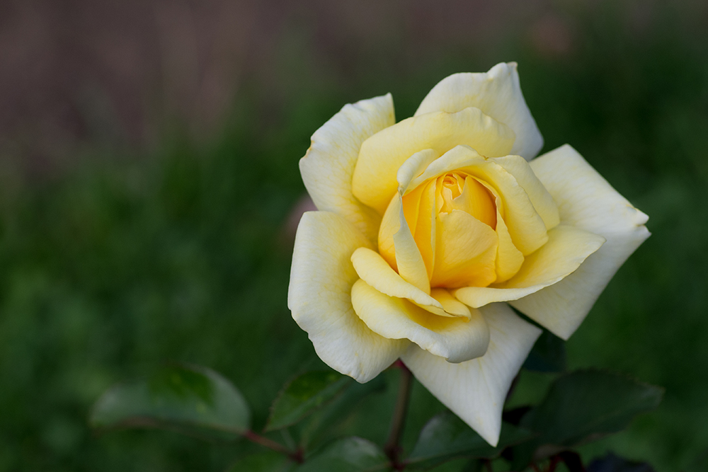 Rosengarten im Fürther Stadtpark (2)