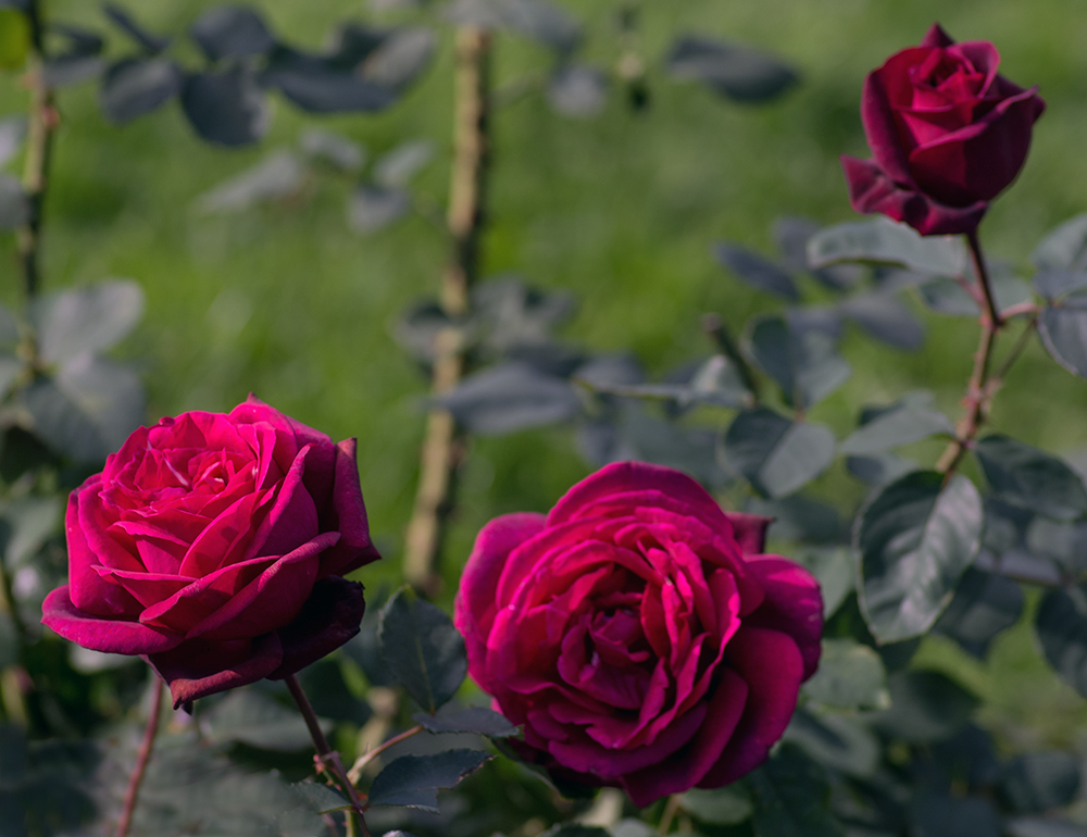 Rosengarten im Fürther Stadtpark (3)