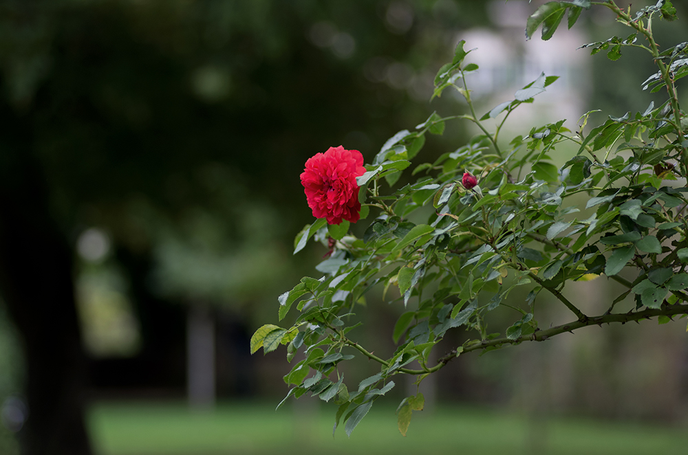 Rosengarten im Fürther Stadtpark (4)