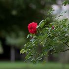 Rosengarten im Fürther Stadtpark (4)