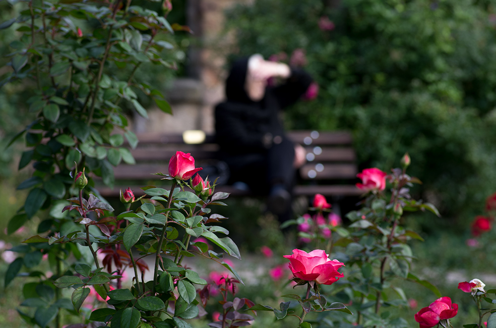 Rosengarten im Fürther Stadtpark (5)