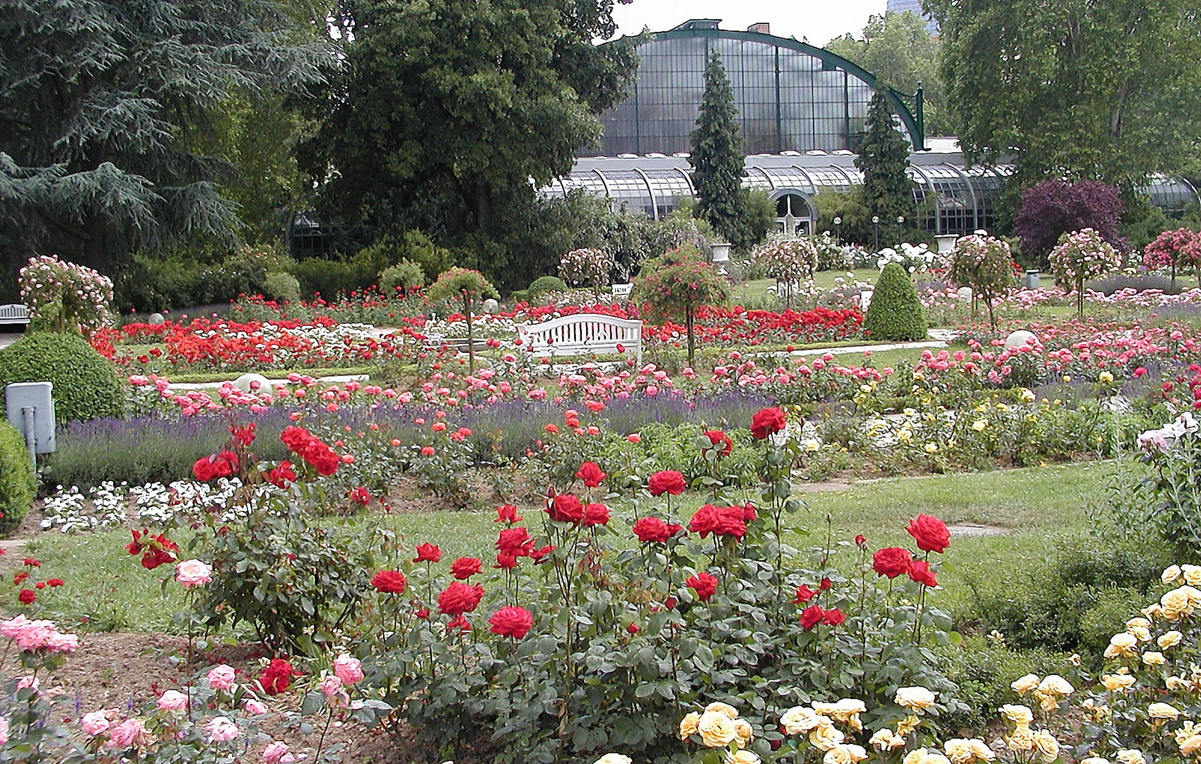 Rosengarten im Palmengarten Frankfurt/M