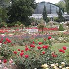 Rosengarten im Palmengarten Frankfurt/M