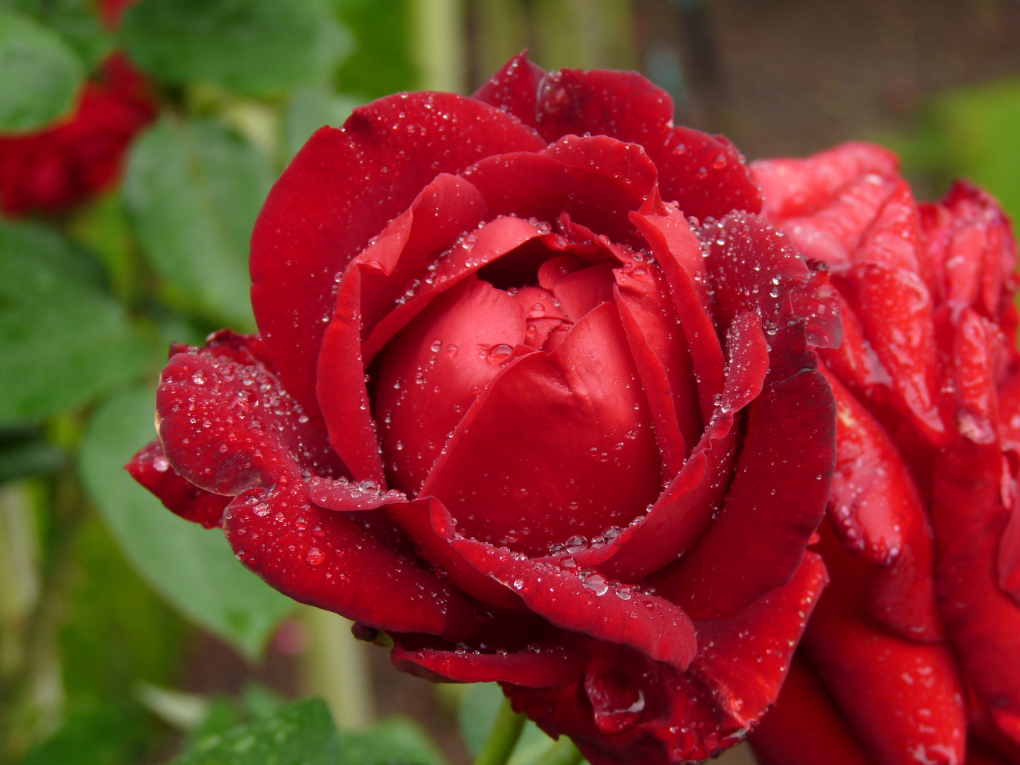 Rosengarten im Regen