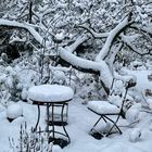 Rosengarten im Schnee