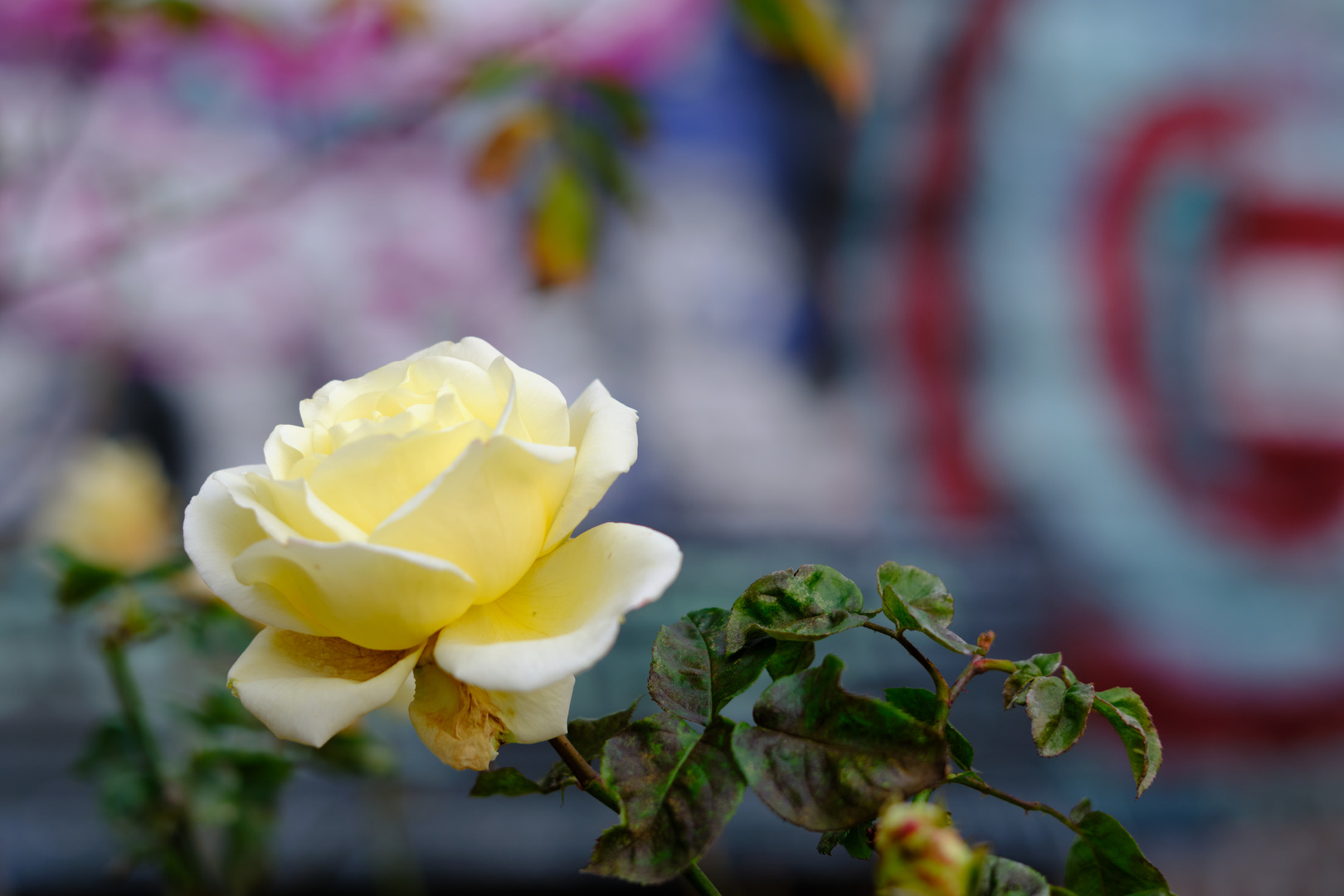 Rosengarten im Weinbergspark