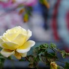 Rosengarten im Weinbergspark