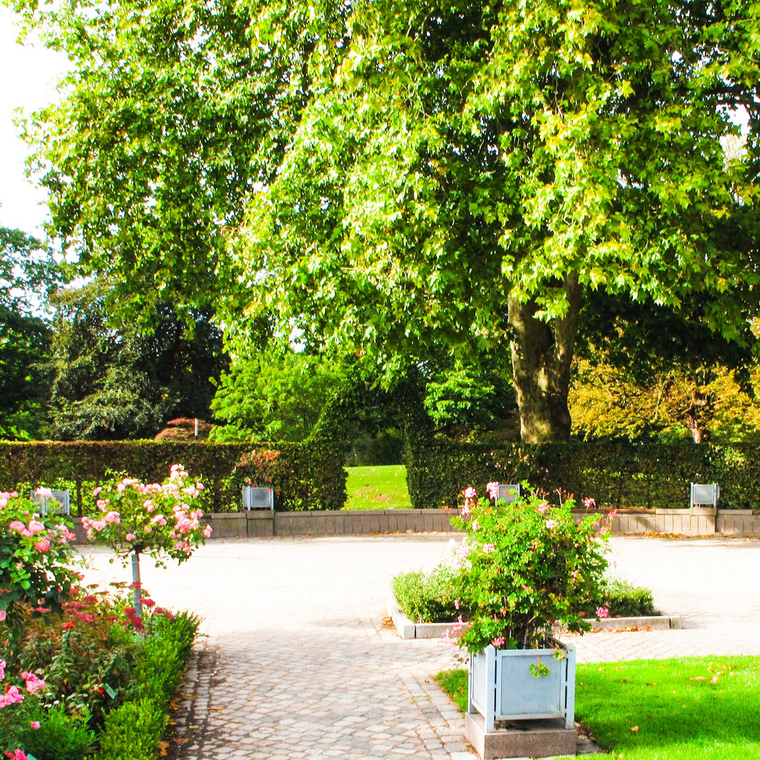 Rosengarten in Planten un Blomen 