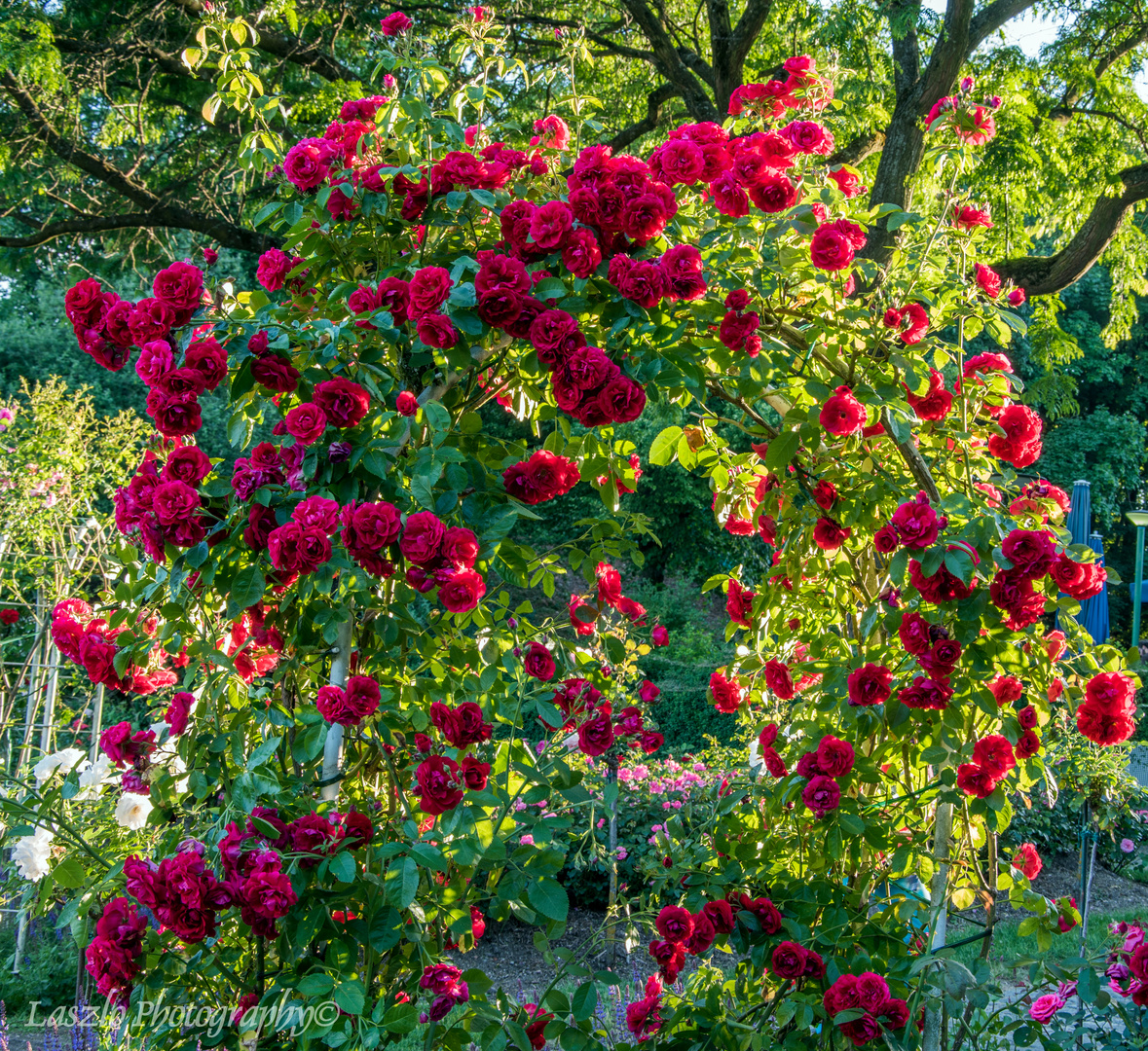 Rosengarten in Westpark