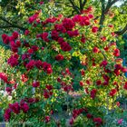 Rosengarten in Westpark