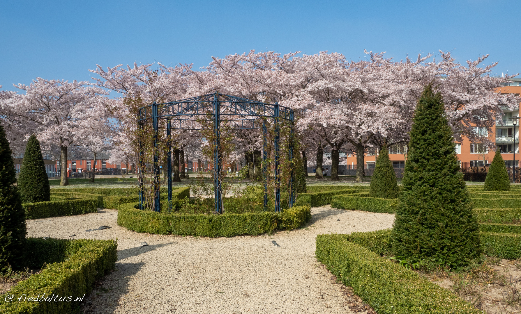 Rosengarten mit Blüte 