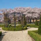 Rosengarten mit Blüte 