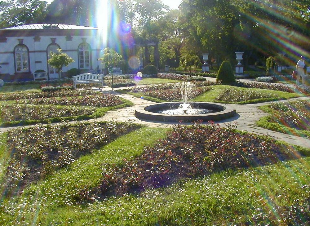 Rosengarten mit Sonnenstrahlen