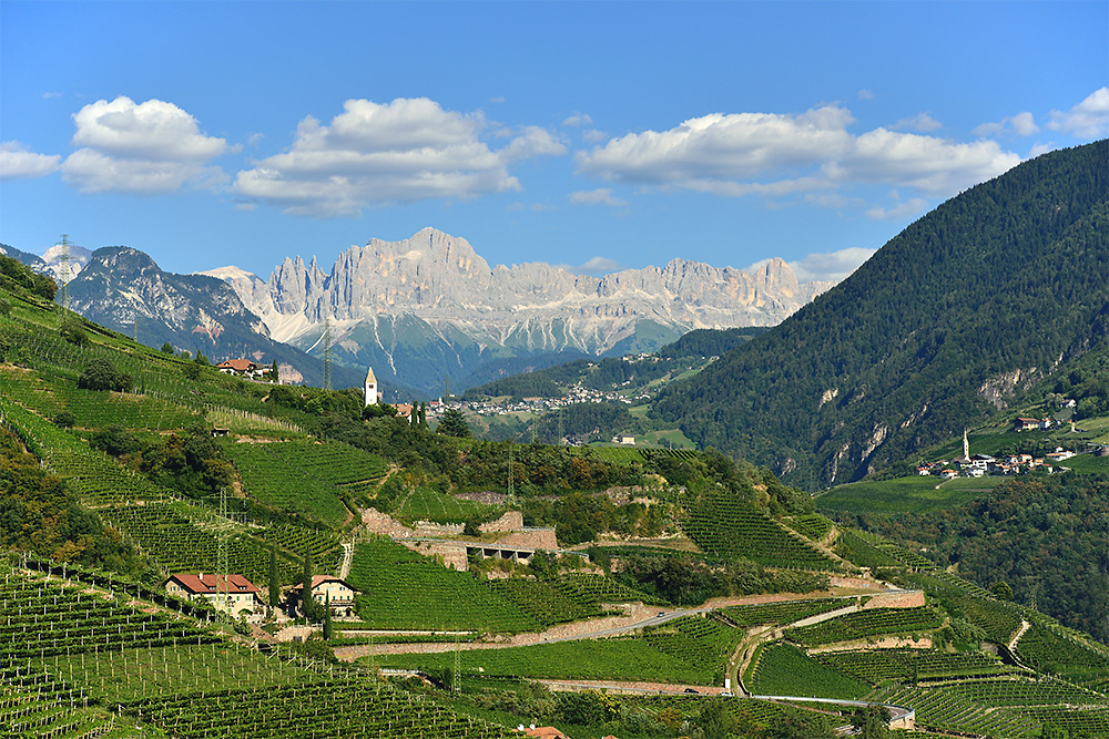 Rosengarten mit Weinberge