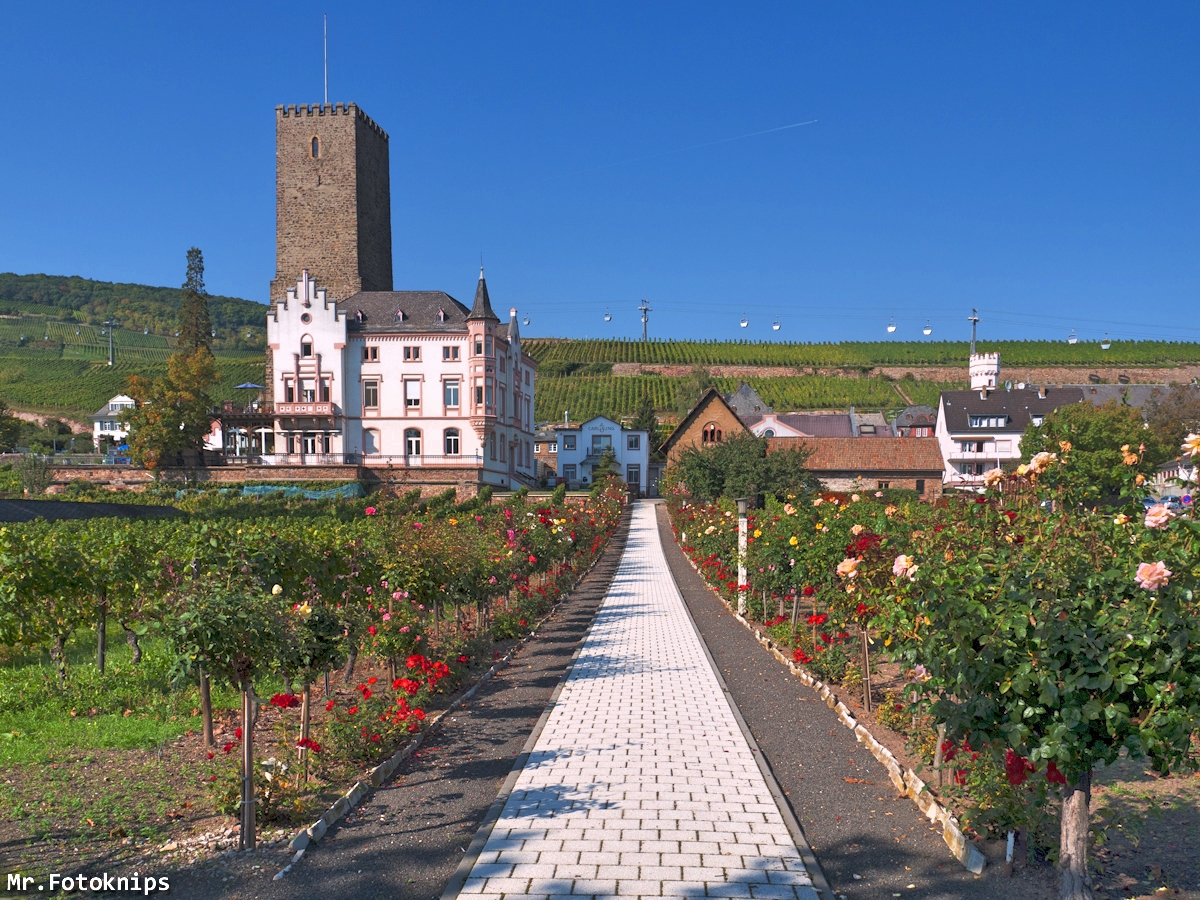 Rosengarten Rüdesheim