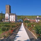 Rosengarten Rüdesheim