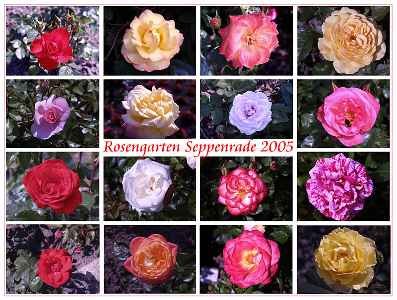 Rosengarten Seppenrade