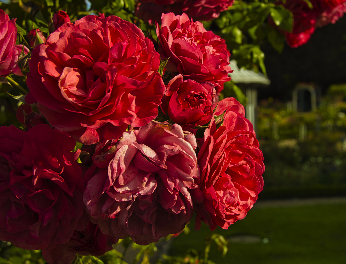 Rosengarten von Planten un Blomen in Hamburg