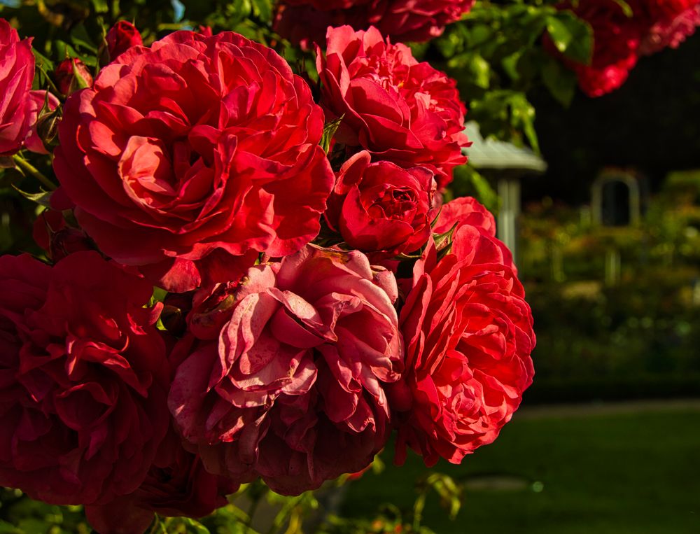 Rosengarten von Planten un Blomen in Hamburg