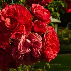 Rosengarten von Planten un Blomen in Hamburg