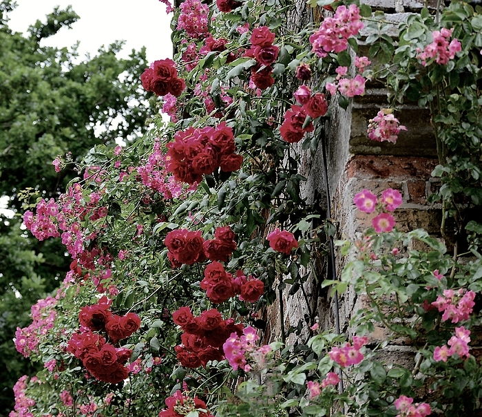 Rosengewächs Foto & Bild pflanzen, pilze & flechten, blüten
