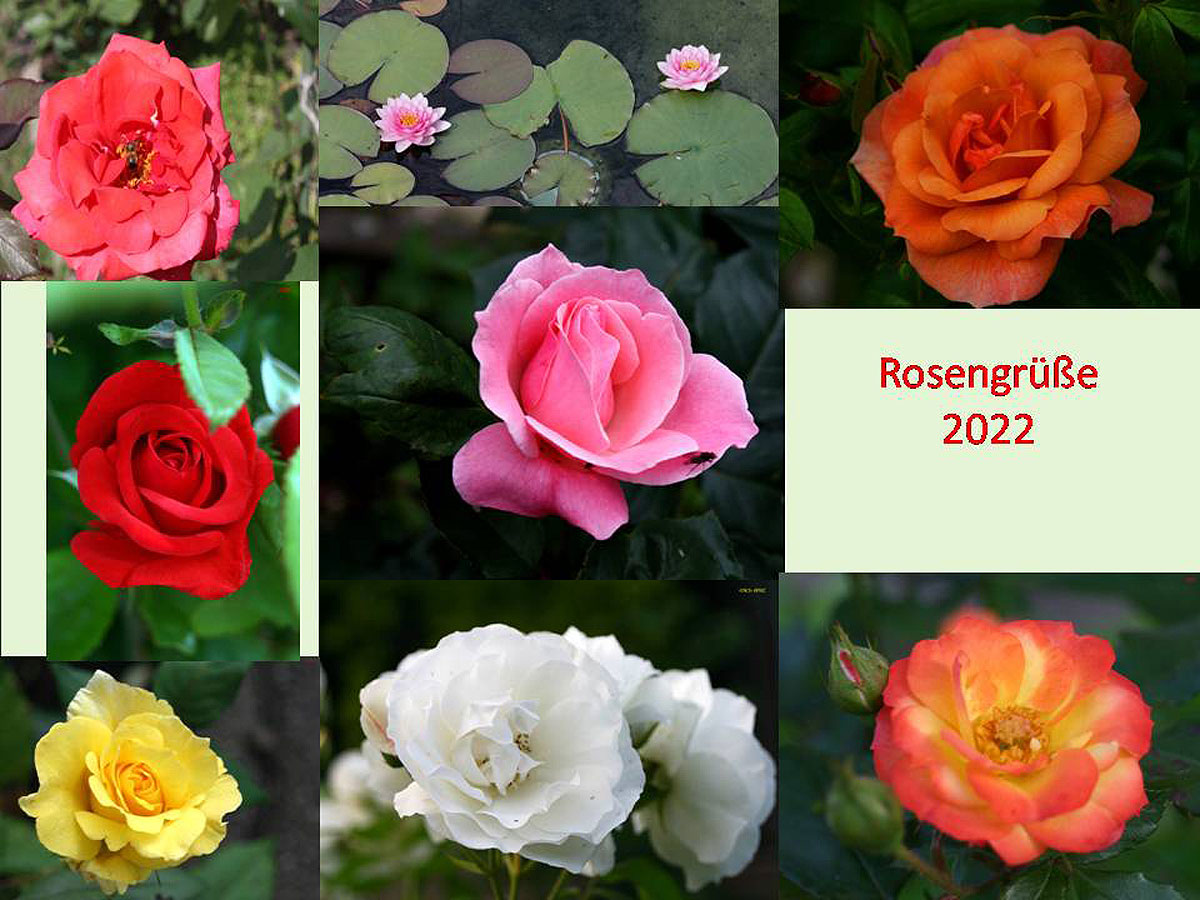Rosengruesse-2022
