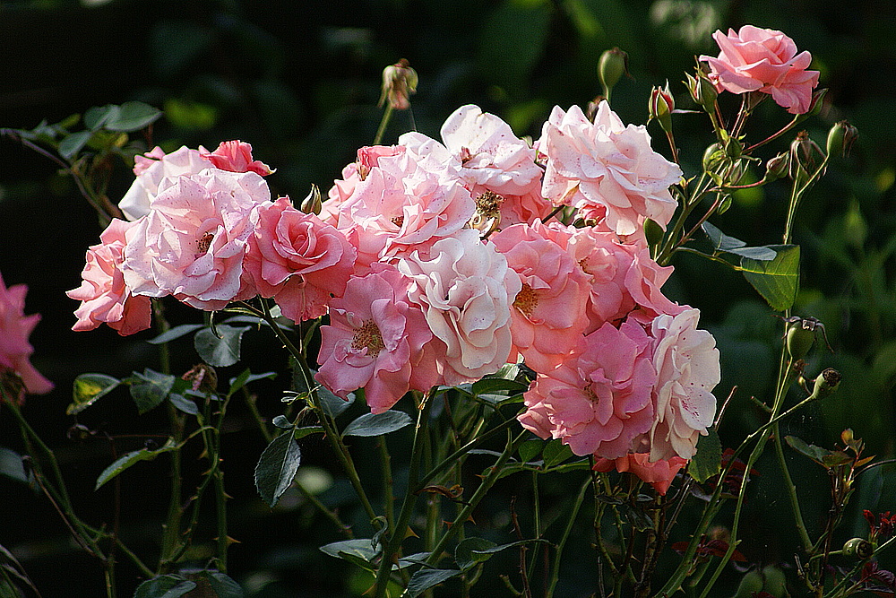 Rosengrüße  zum Mittwoch