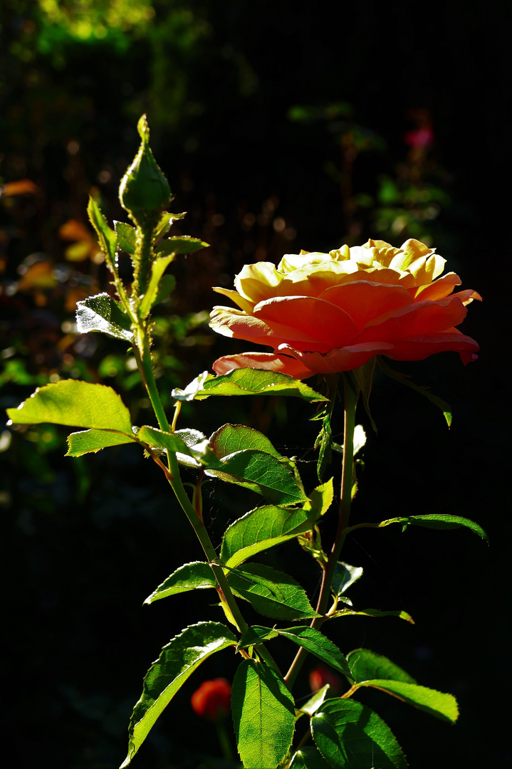 Rosengruß am Septemberabend