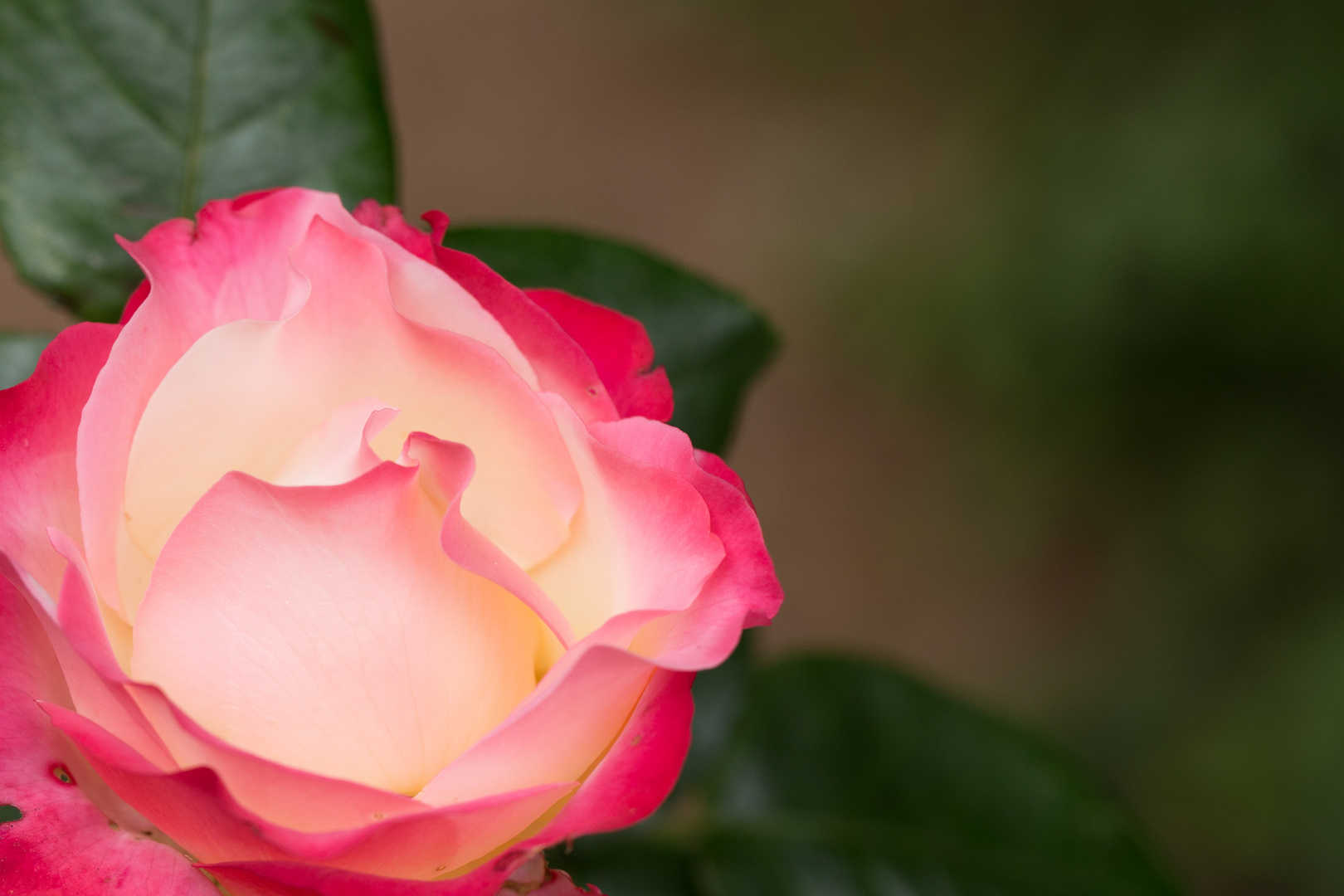 Rosengruß aus meinem Garten