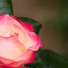Rosengruß aus meinem Garten