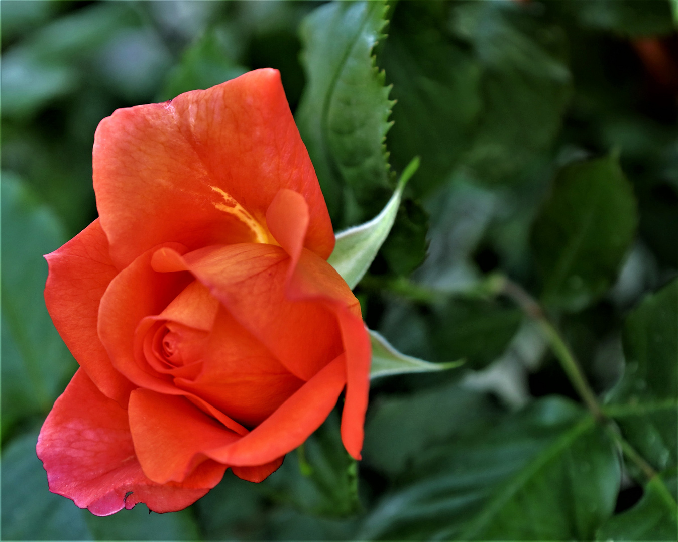 Rosengruß aus meinem Garten...