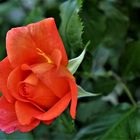 Rosengruß aus meinem Garten...