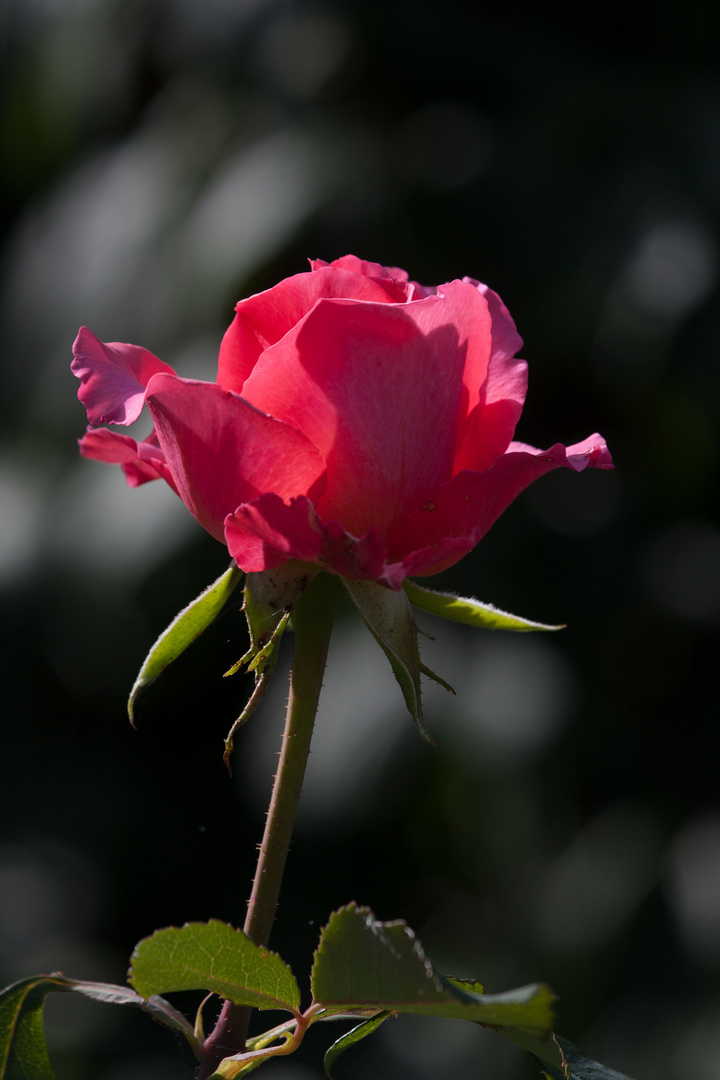 Rosengruß aus meinem Garten