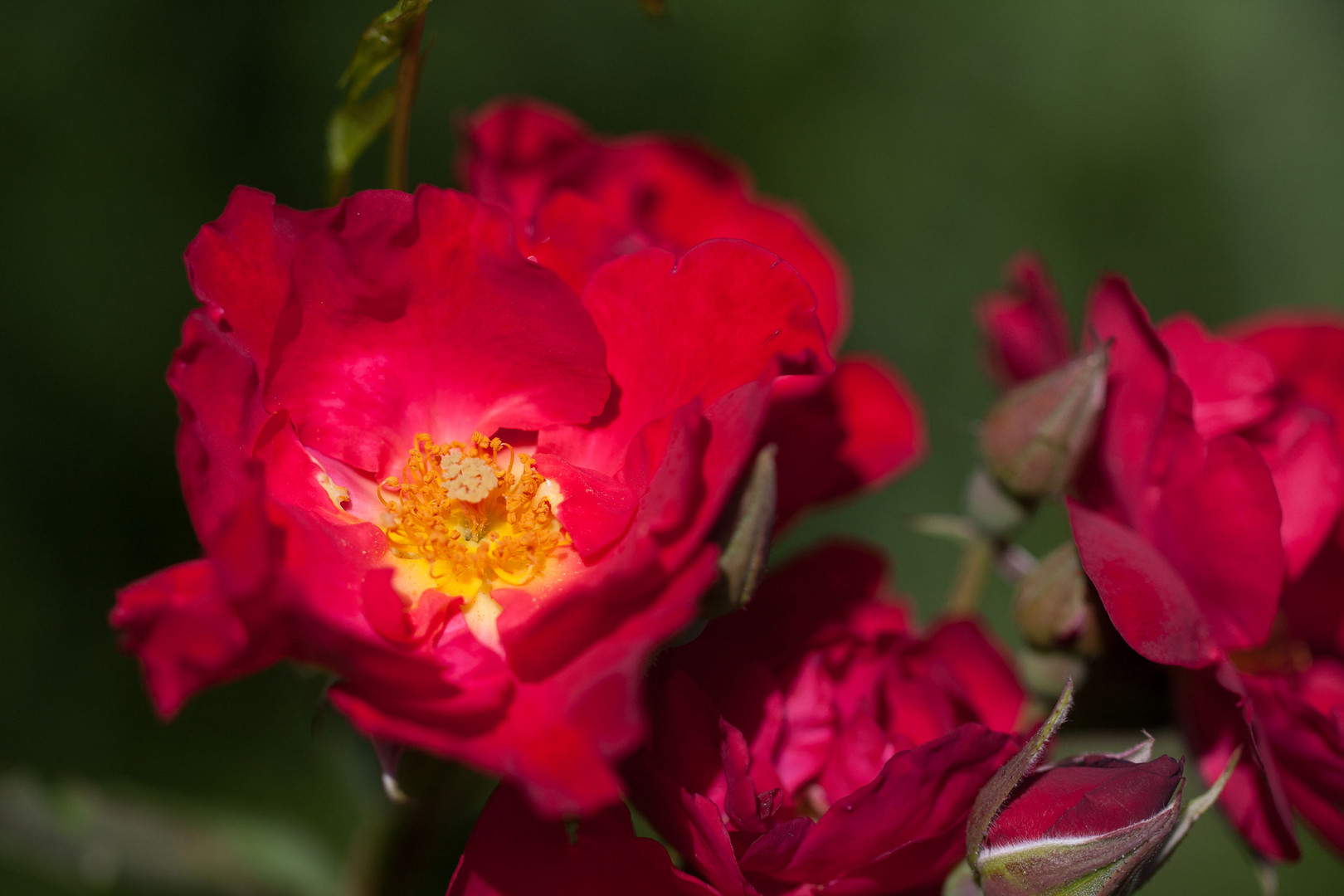 Rosengruß aus meinem Garten
