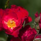 Rosengruß aus meinem Garten