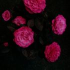 Rosengruß zu Mitternacht
