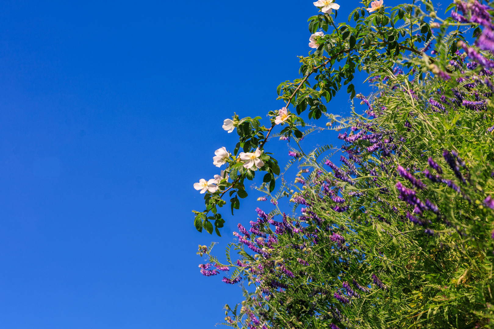 Rosenhecke am Horn