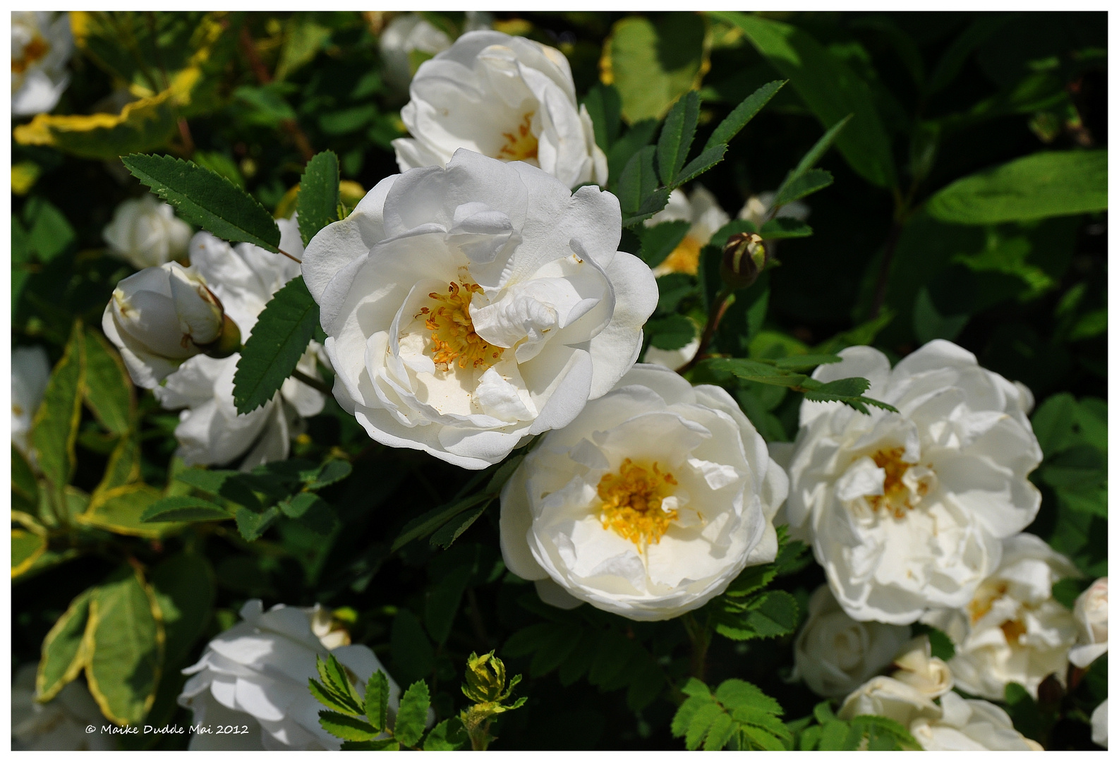 Rosenhecke im Mai