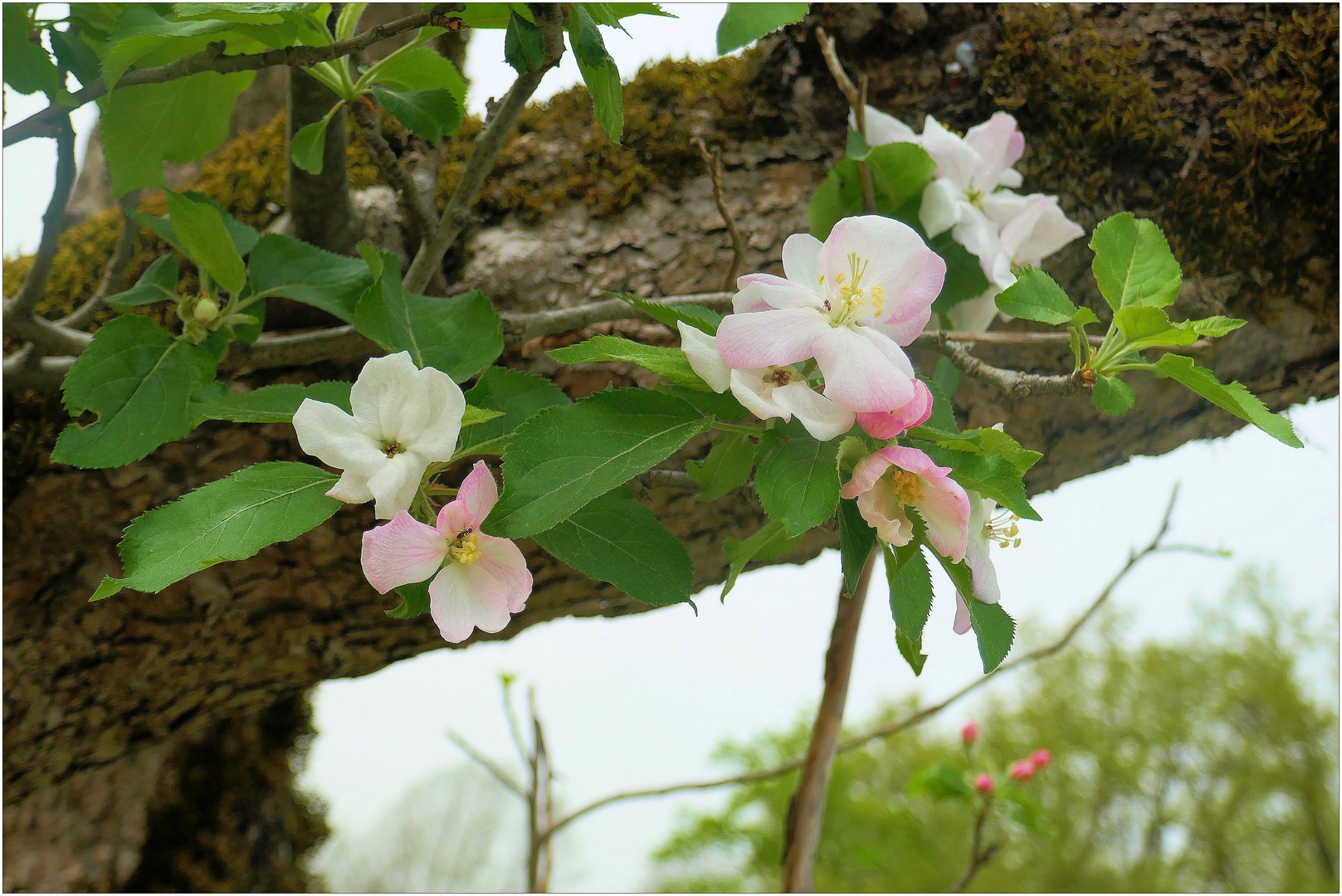 Rosenheimer Apfelblüten