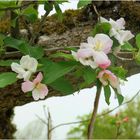 Rosenheimer Apfelblüten