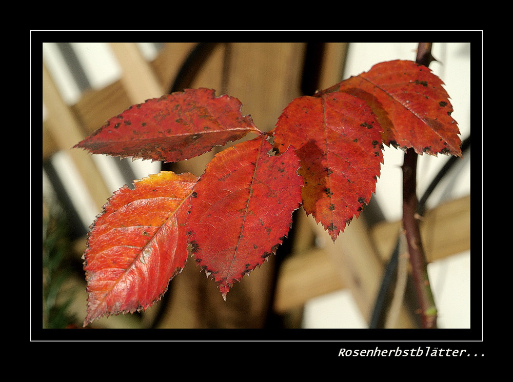 Rosenherbstblätter...