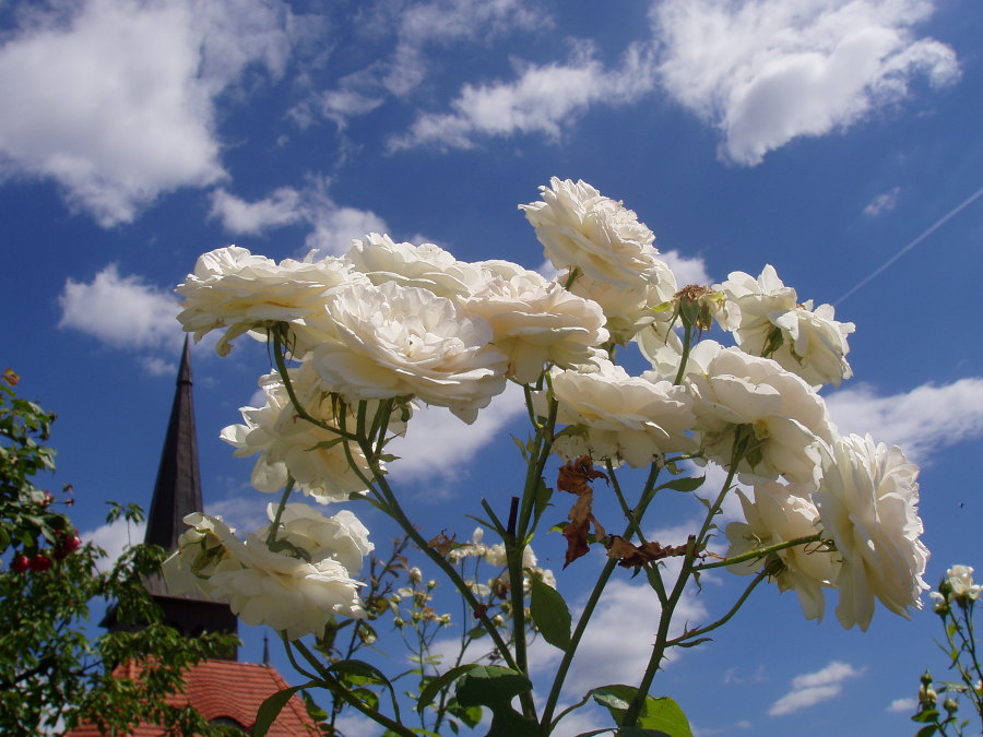 Rosenhimmel