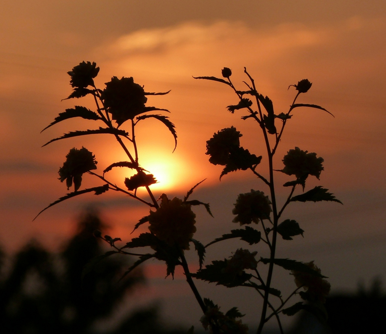 Rosenhimmel