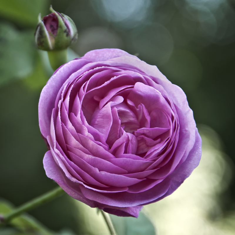 Roseninsel one of Sisi's roses Foto & Bild pflanzen, pilze Roseninsel one of Sisi's roses Foto & Bild pflanzen, pilze