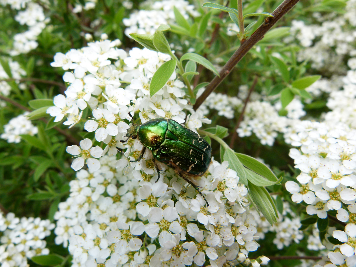 Rosenkäfer