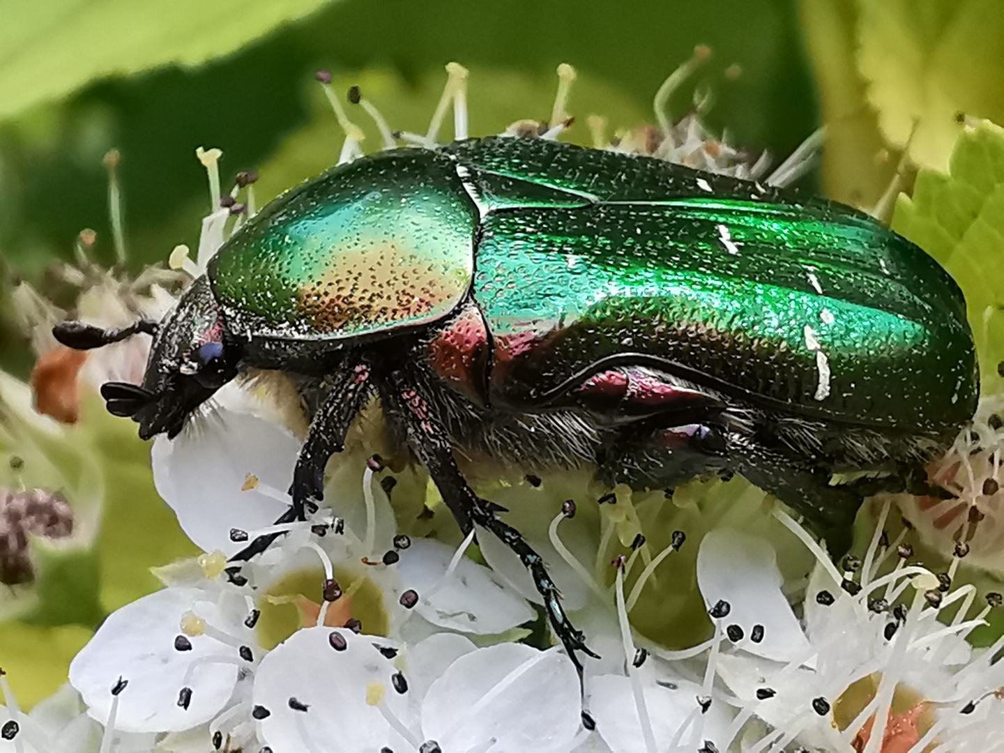 Rosenkäfer Foto & Bild tiere, wildlife, insekten Bilder auf